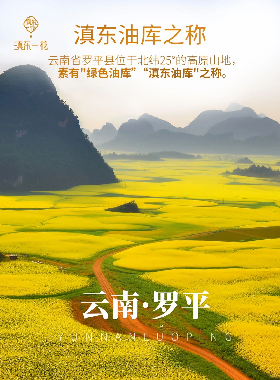 🚗分享一个小众旅游目的地｜云南罗平
云南人应该都知道，春天到了，花开好了，要去