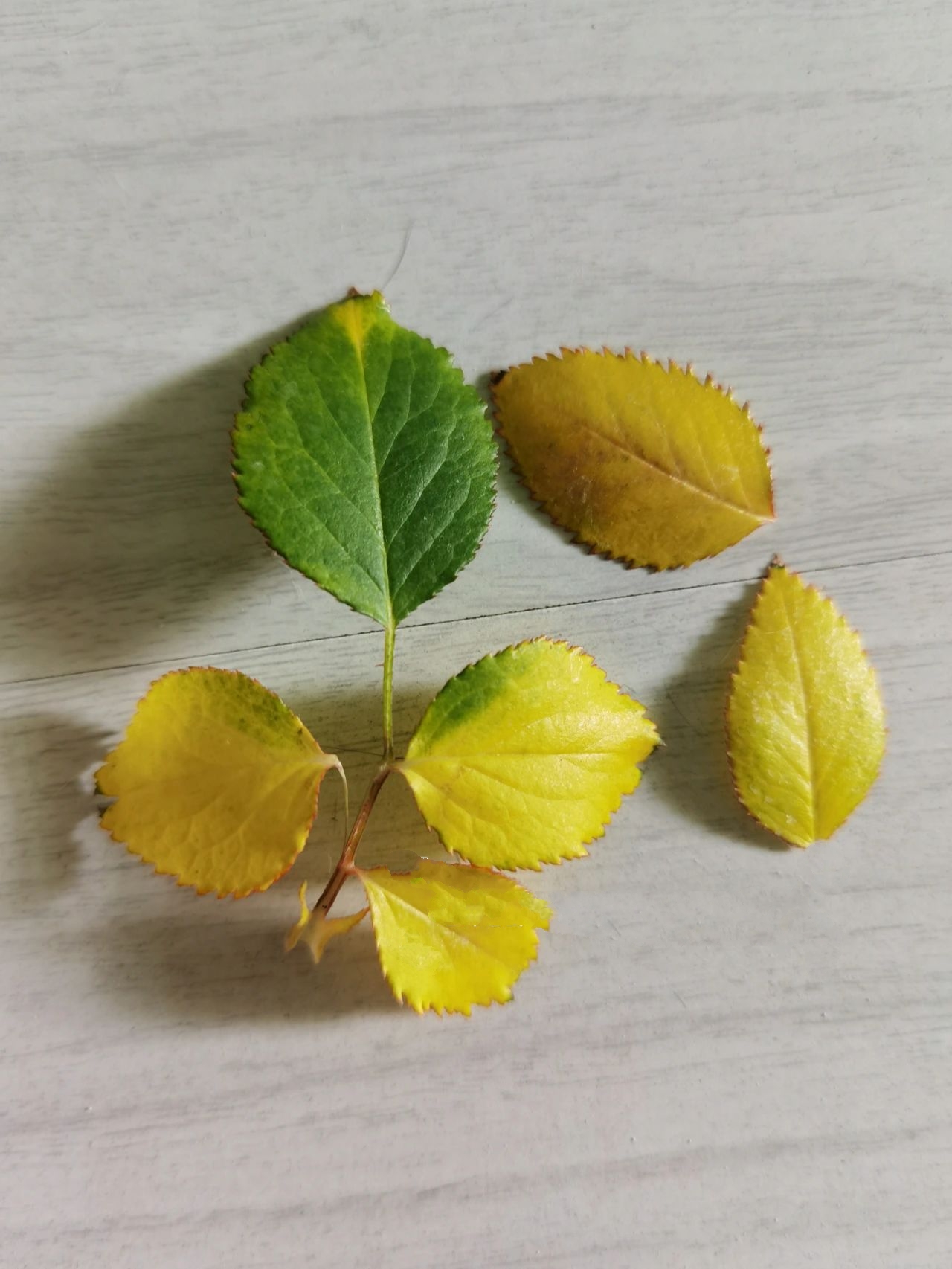 叶子发黄#月季花叶子发黄枯萎是怎么回事#