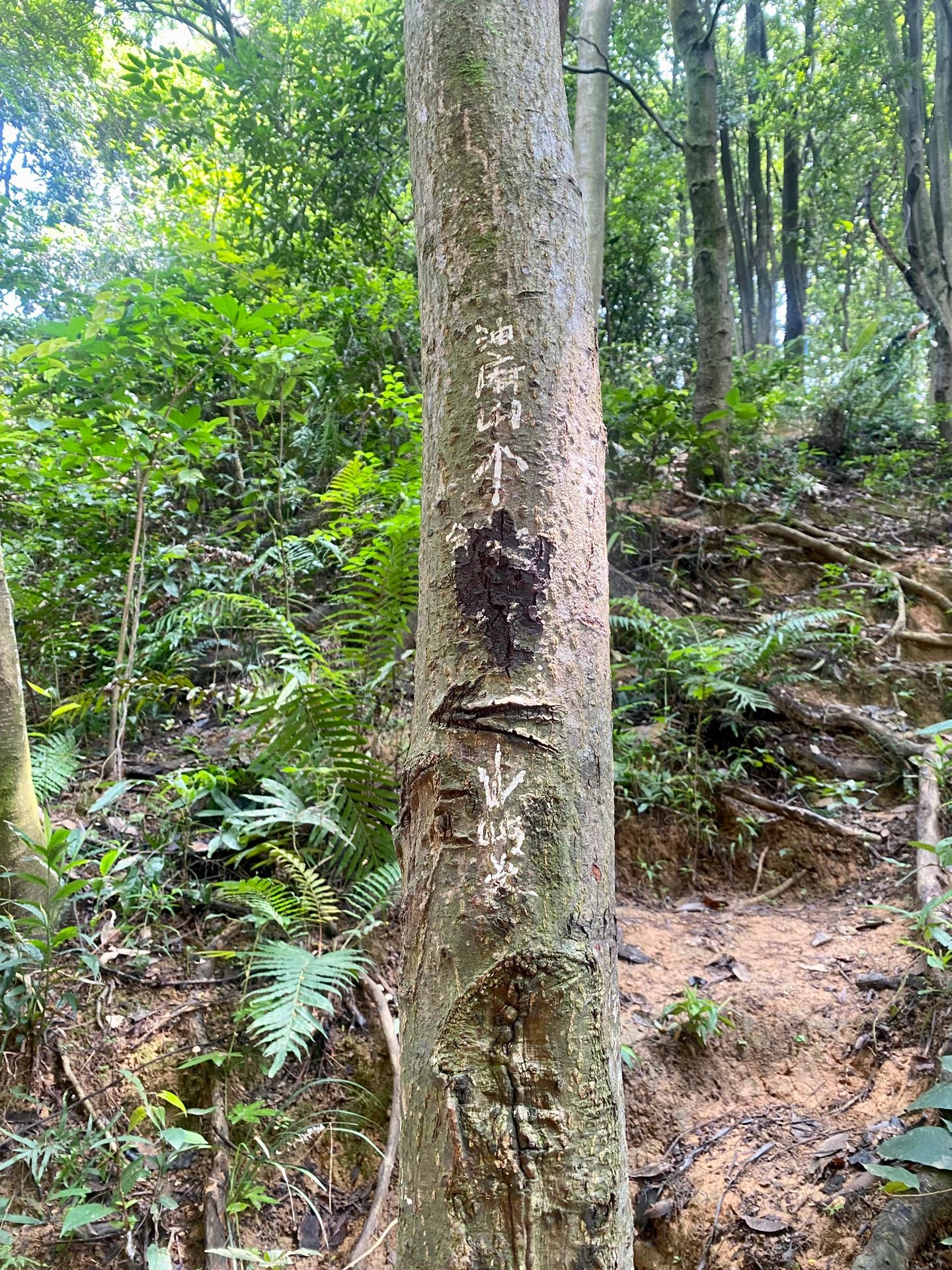 广州第二滴眼泪 💧黄埔区石牙顶天坑⛰️