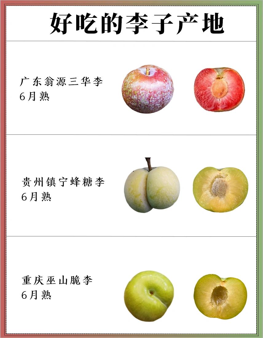 好吃的李子产地合集#李子#