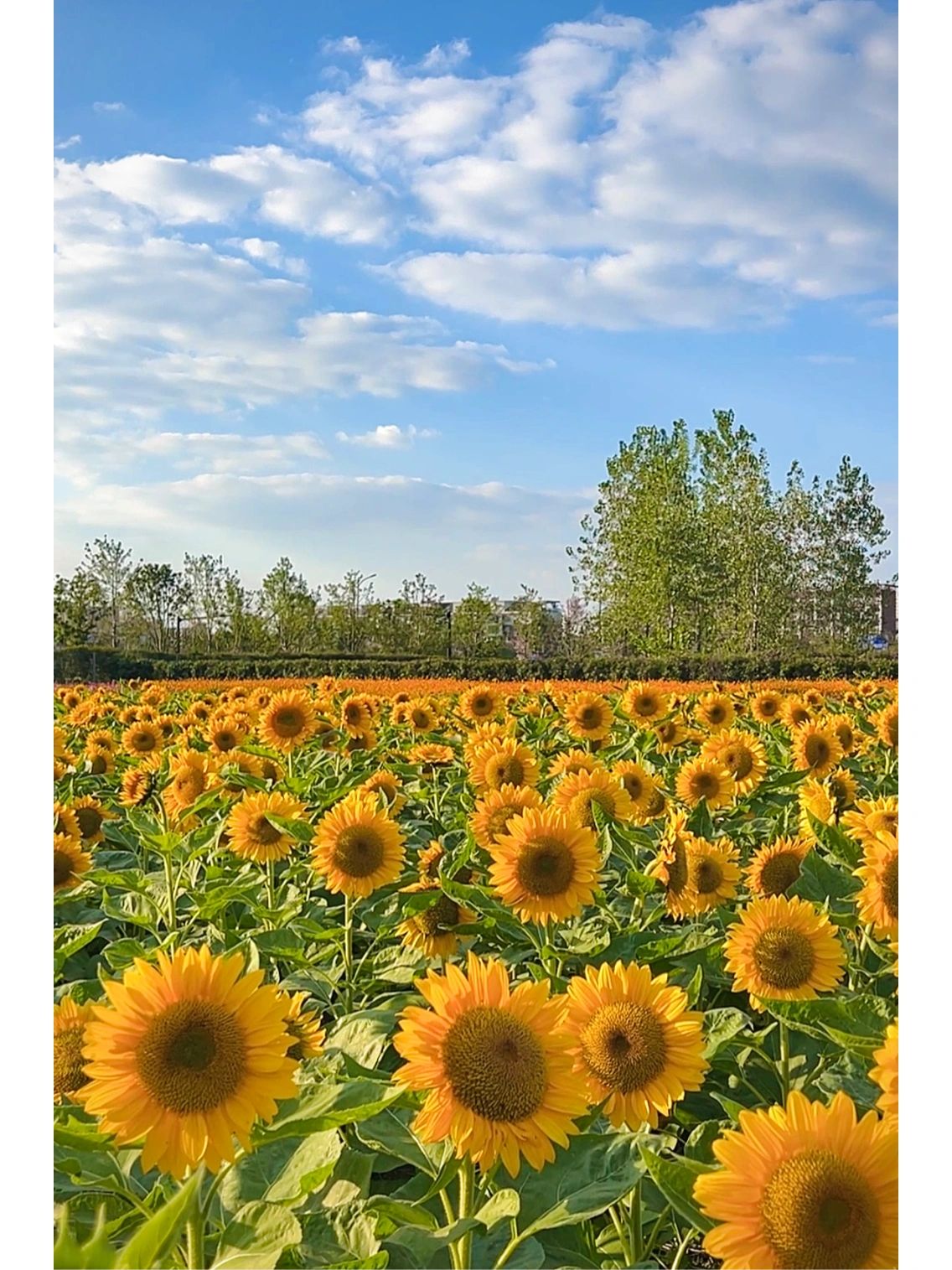 杭州地铁直达，免费看向日葵粉黛
