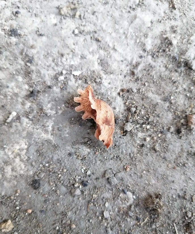 谁知道这是什么东西？在老家院子里发现的
