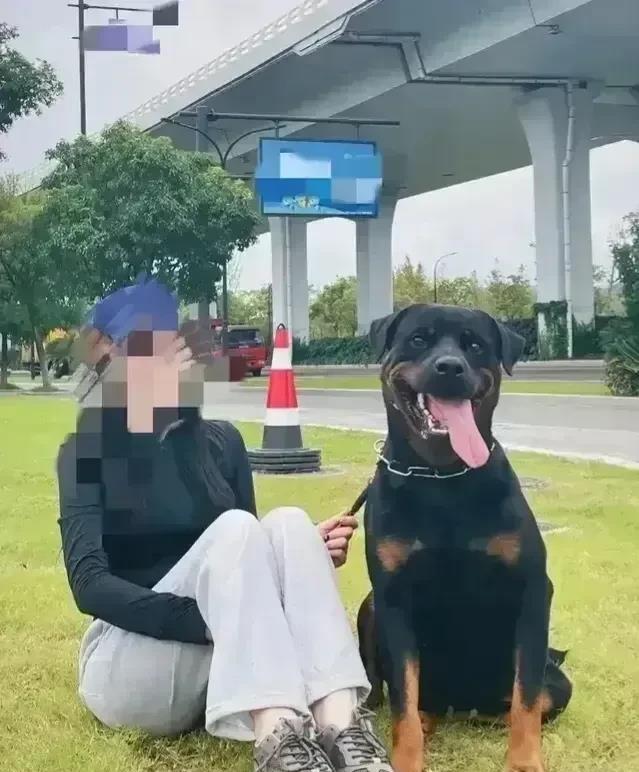 成都咬伤女童后，罗纳威狗的主人终于露面了。据称，这位主人是一名女孩。然而，令人费