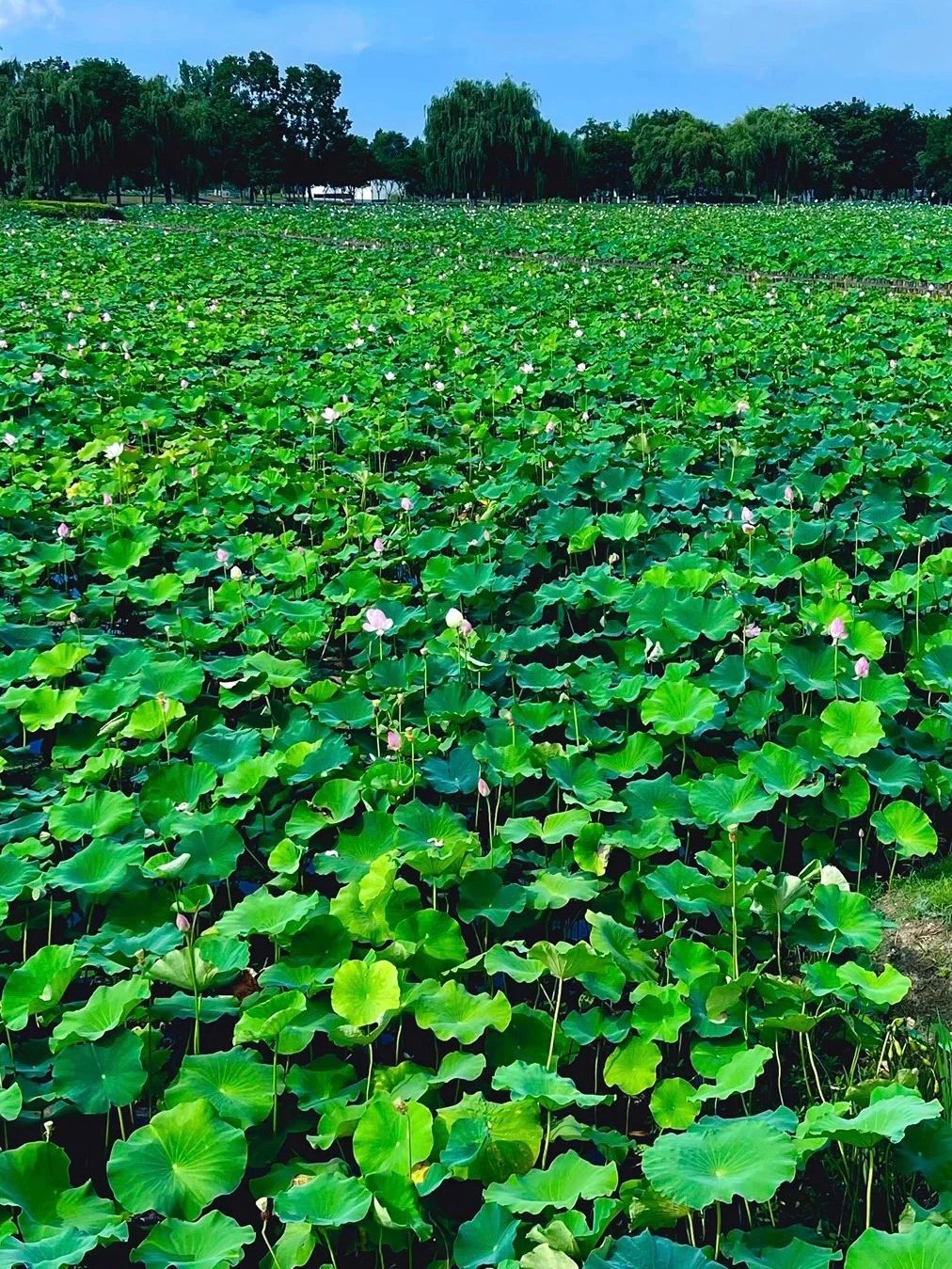 报南京夏天zui全赏荷地图✅附攻略定位