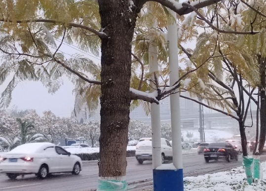 花开何曾落 瑞雪为其栖
何人共织雪 白头亦可依 ​