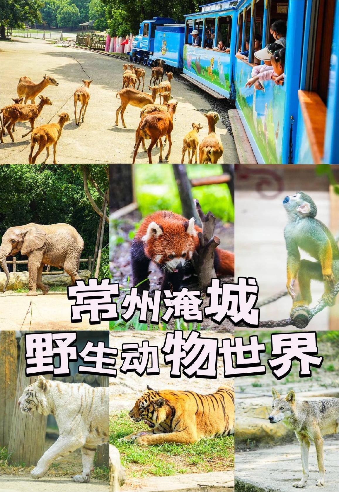 亲子游天花板！常州淹城野生动物园保姆攻略