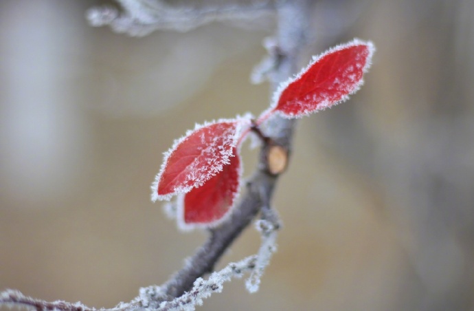 邂逅一场雪，恋上一座城~保定诚邀大家来赏雪！！！
