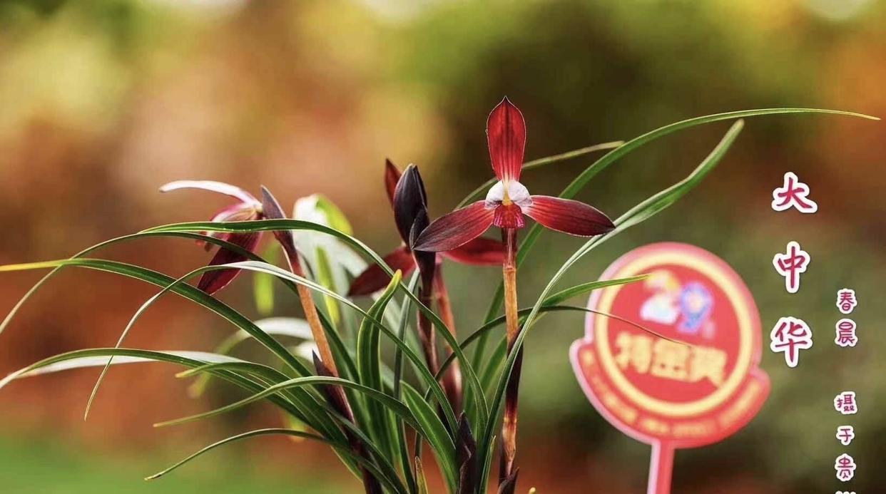 春兰大中华，红花品种，产自贵州省桐梓县，花色深红，花梗麻红，花瓣厚实，捧瓣合盖蕊