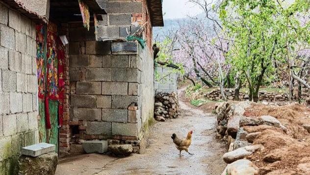 为吞宅基地，一众亲戚竟在我家门前筑起人墙，咋？现在“吃绝户”，也流行全家总动员了？
