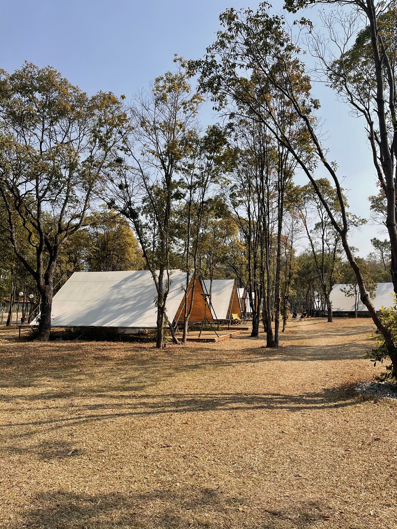 周末去从化北纬23度8森林露营