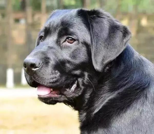 安徽，男子在路边被恶犬狂咬，掏出水果刀将狗捅死，不料狗主人反咬一口，要求男子赔偿