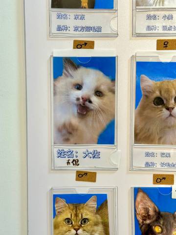 得亏小猫咪不识字 ​