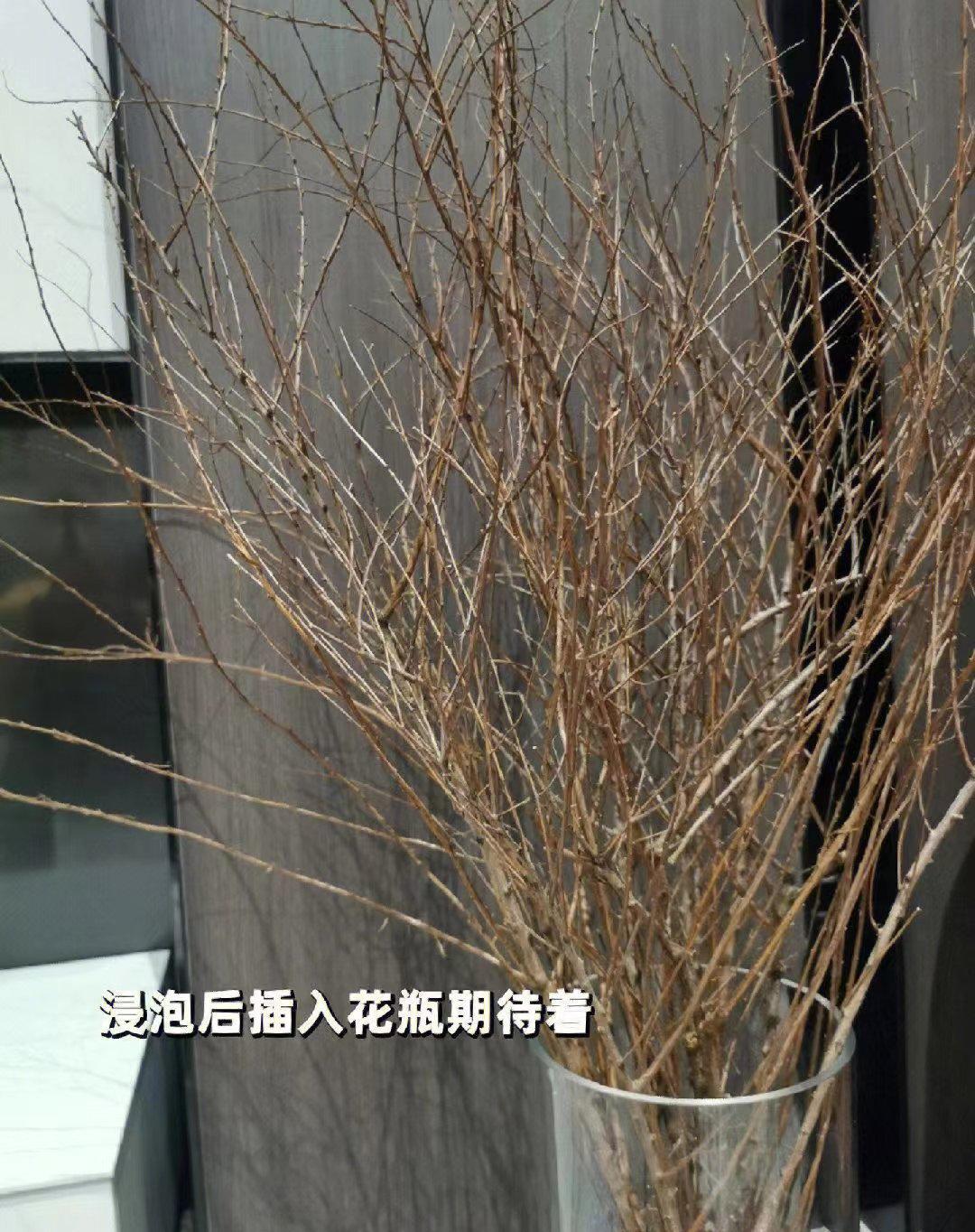 冬天来了，雪柳干枝好火！买回来的雪柳干枝看起来就像外婆家的干柴特别不起眼，没想到