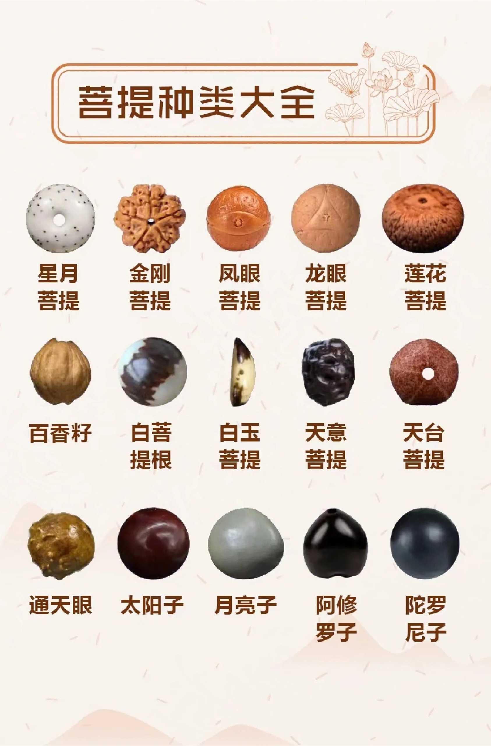 菩提种类大全