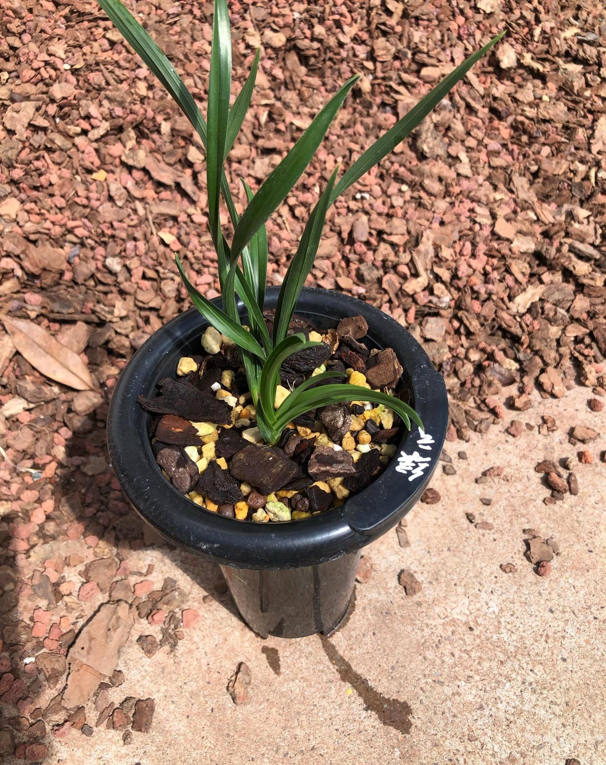 春兰“皇后”绿云特壮苗，发的芽也壮
松栗王兰花植料混合植金石栽种的春兰皇后“绿云