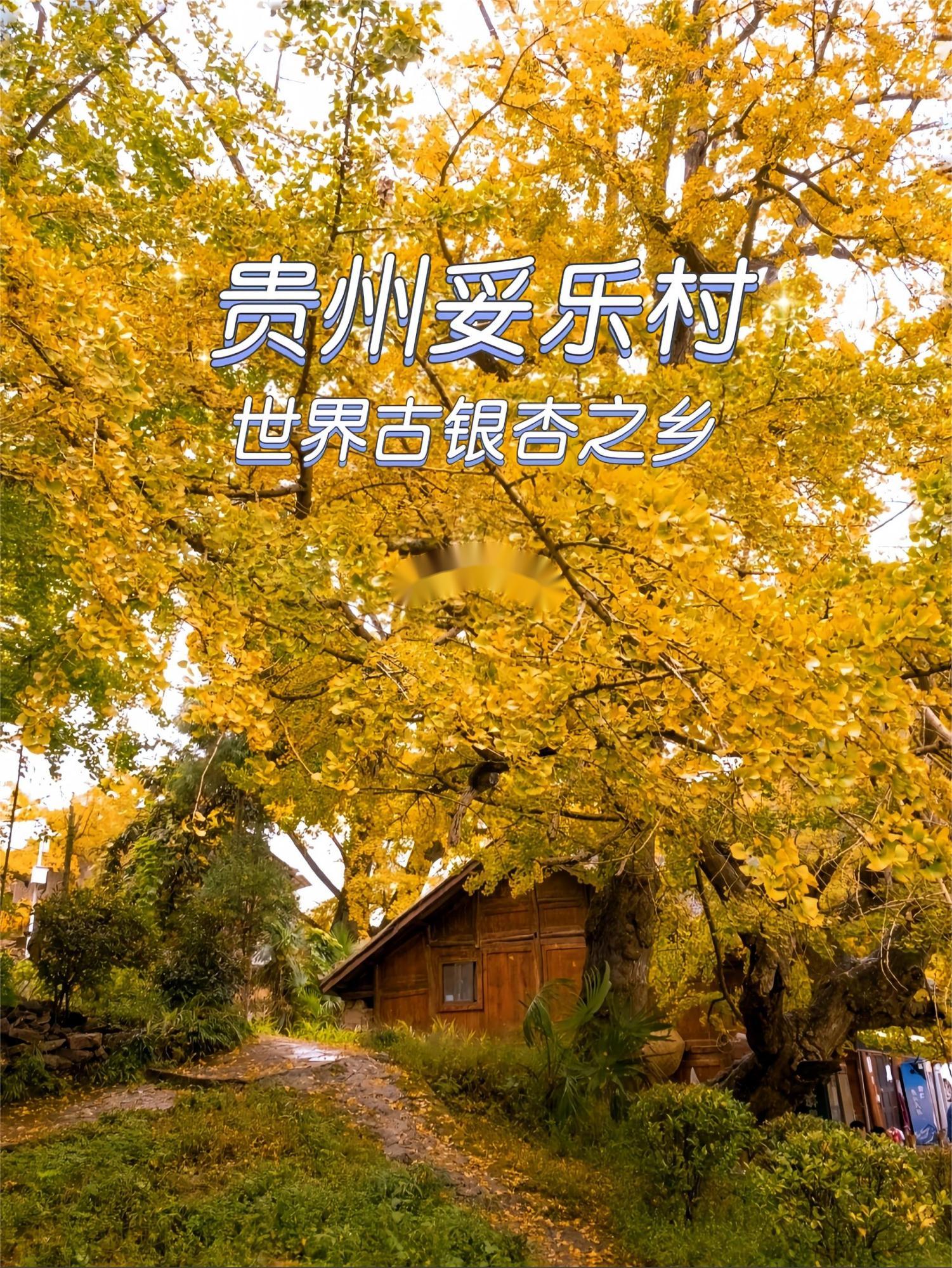 贵州妥乐村|如诗似画的赏秋胜地（附攻略）