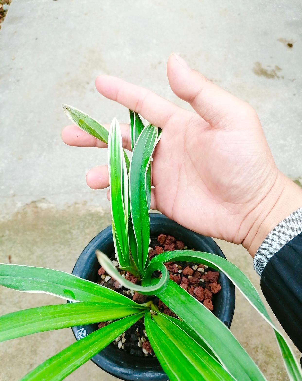 根快烂完的兰花越来越壮了，艺态也很好
这盆兰花是越来越壮了，别人送来的时候，根快