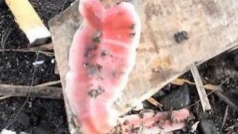 动物们为了在残酷的大自然中生存进化出了一些不可思议的保命绝技