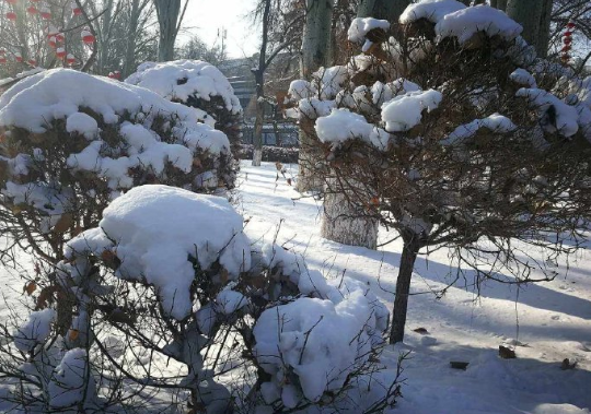 乌鲁木齐又下雪啦，美丽的雪景值得一看，欢迎大家来赏雪。