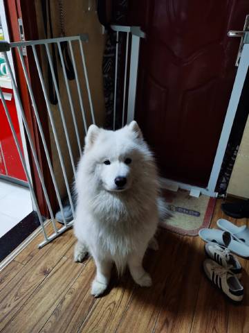 以为小狗舍不得搬家，没想到是怕不带走它