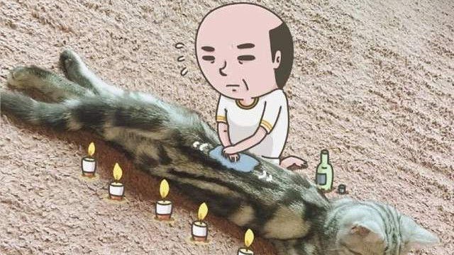 你的“秃头”，可能会害死猫！