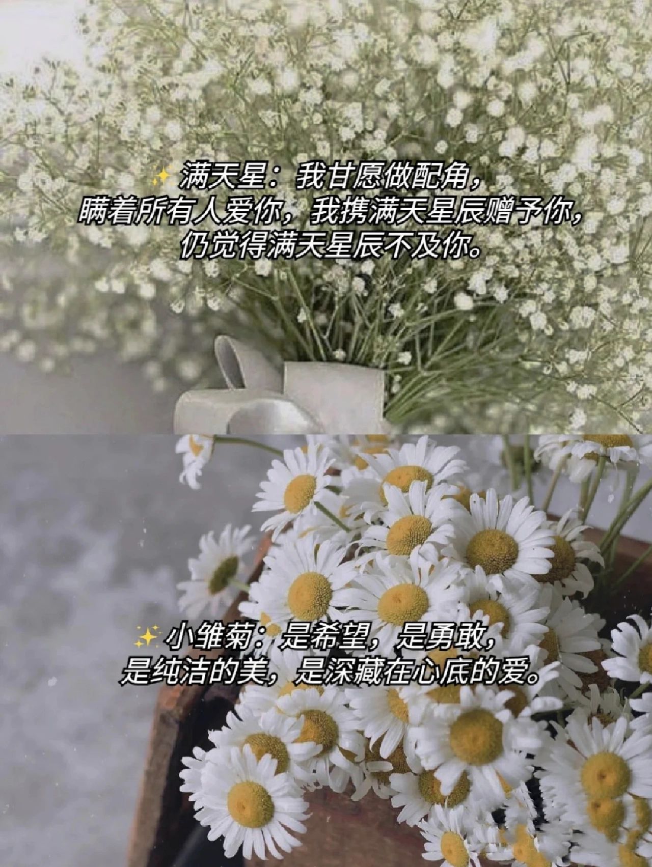 多种花语#花语大全#