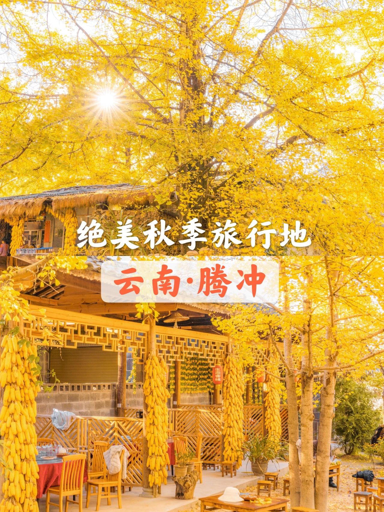 腾冲旅行，赏绝美银杏村