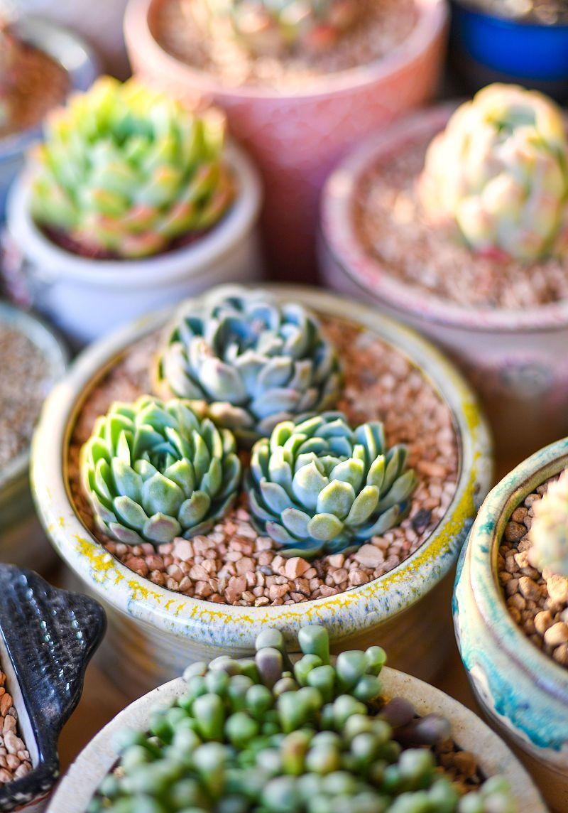 





市面上有很多多肉花盆售卖。多肉小，它的花盆也小，制作不消耗太多材料，