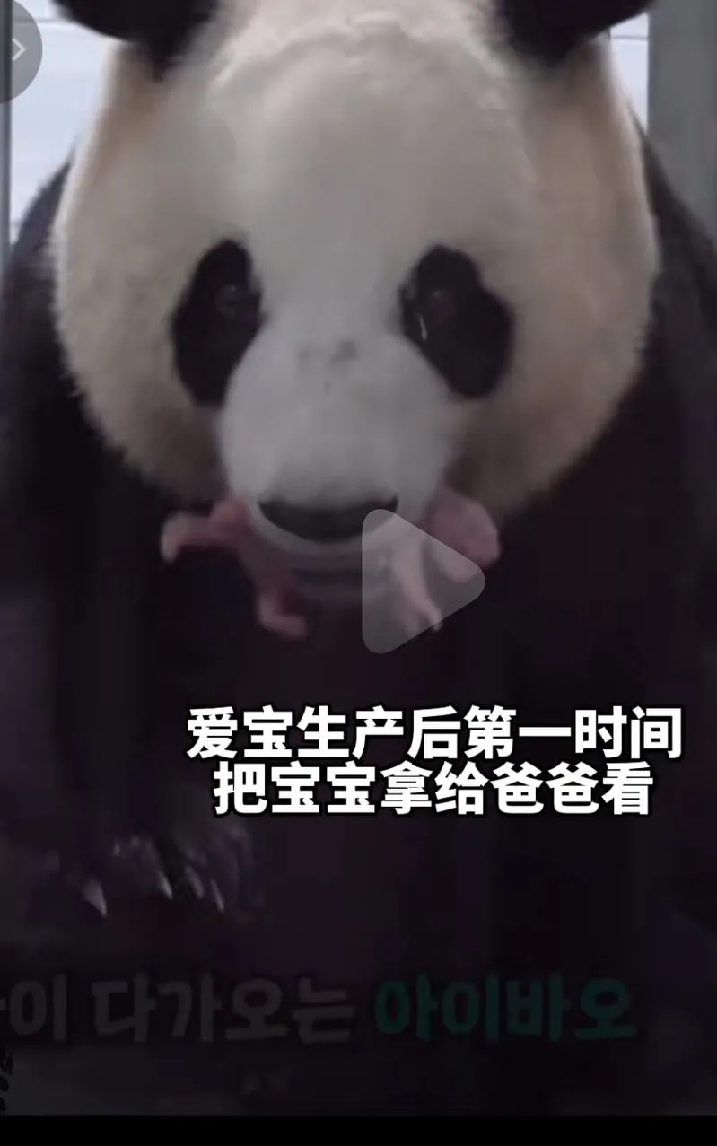 爱宝生下孩子后第一时间就是把宝宝拿给爸爸看！
老大：180g
老二：140g
爷