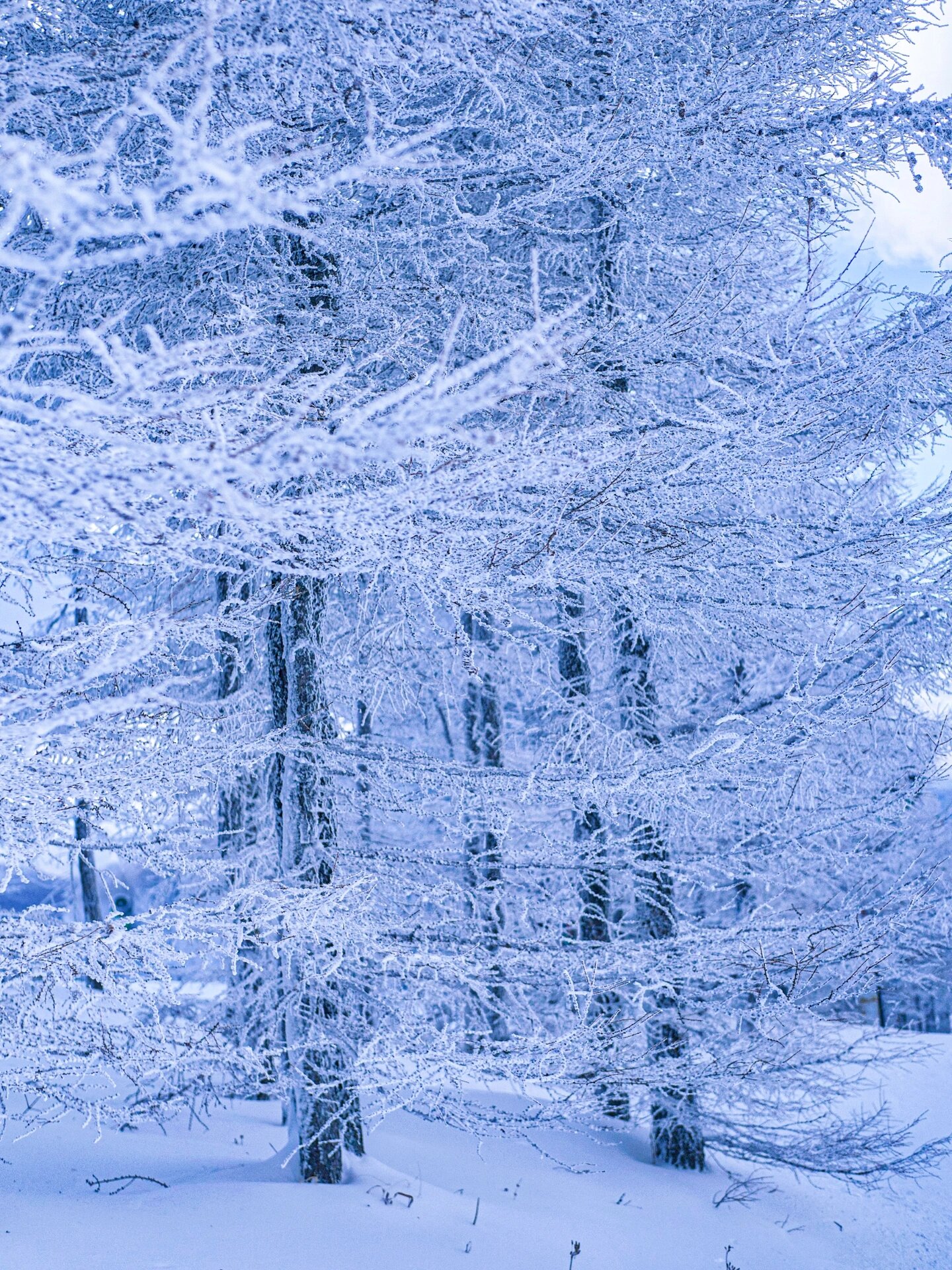 万万没想到，北京周边的初冬竟有绝美雾凇