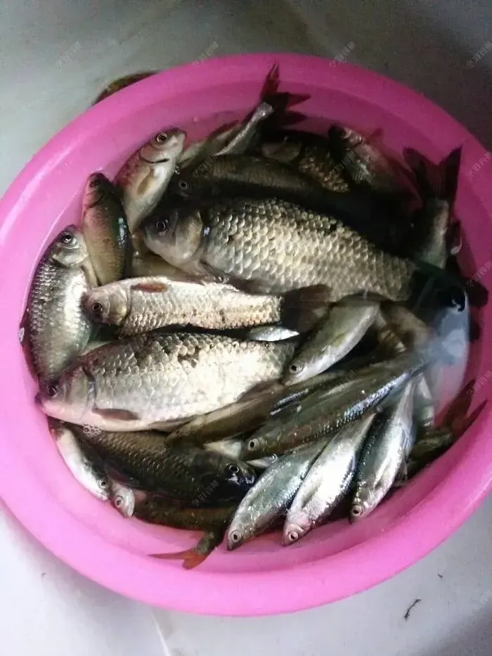 今天一大早，邻居就过来把我家门敲得碰碰响，然后又给我送来一盆鱼，搞得我收也不是，