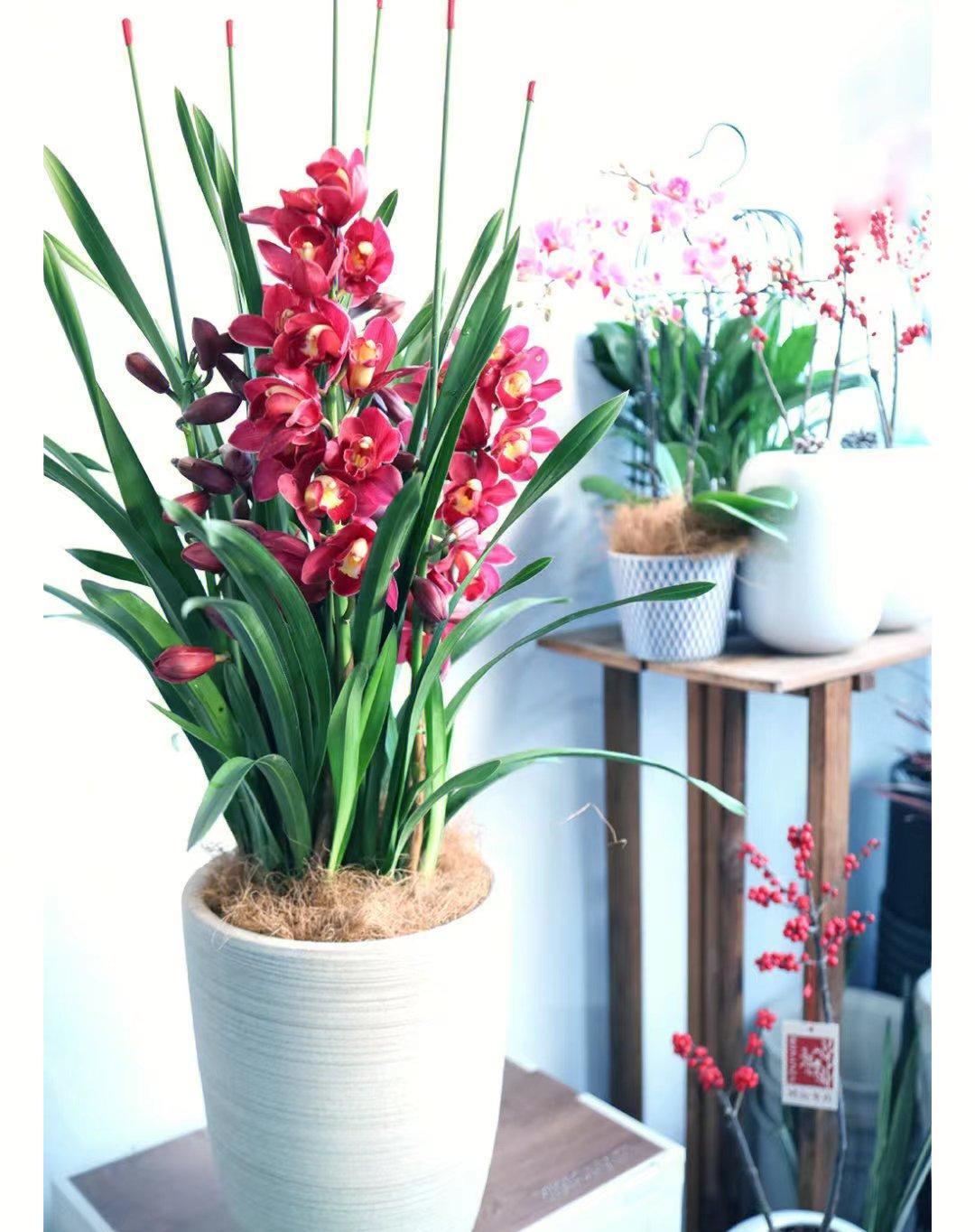 大花惠兰养护的技巧：
1、土壤
大花蕙兰要求疏松透气、排水良好的栽培基质，可用苔