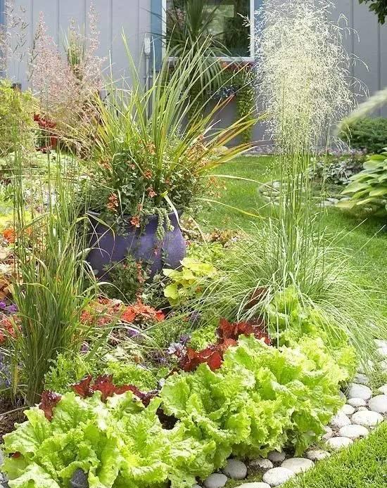 菜价比肉价还贵！
吃绿色蔬菜越来越难。
别苦恼呦，
别人都在家种出菜园了！
而且