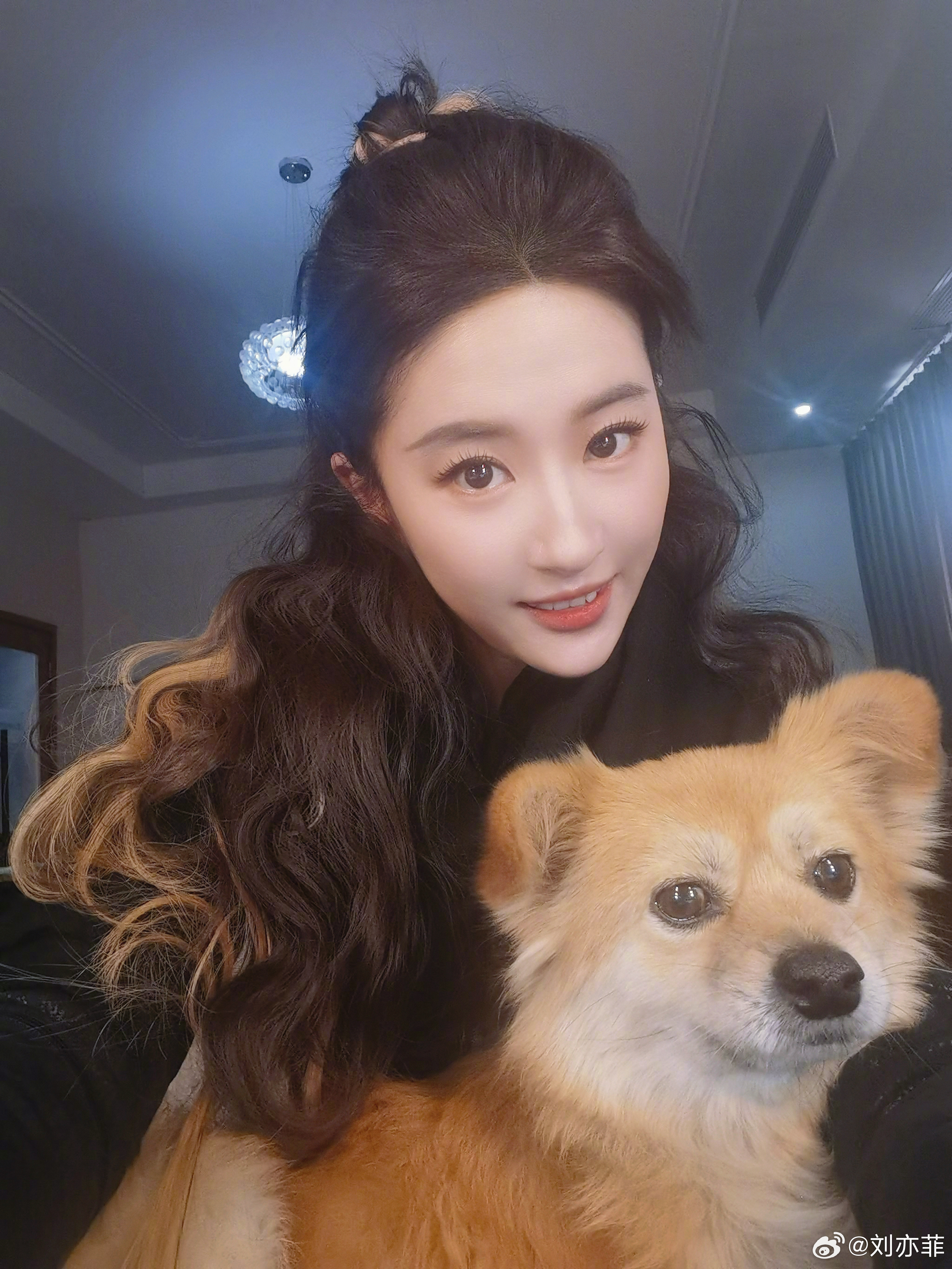 工作犬的一天
