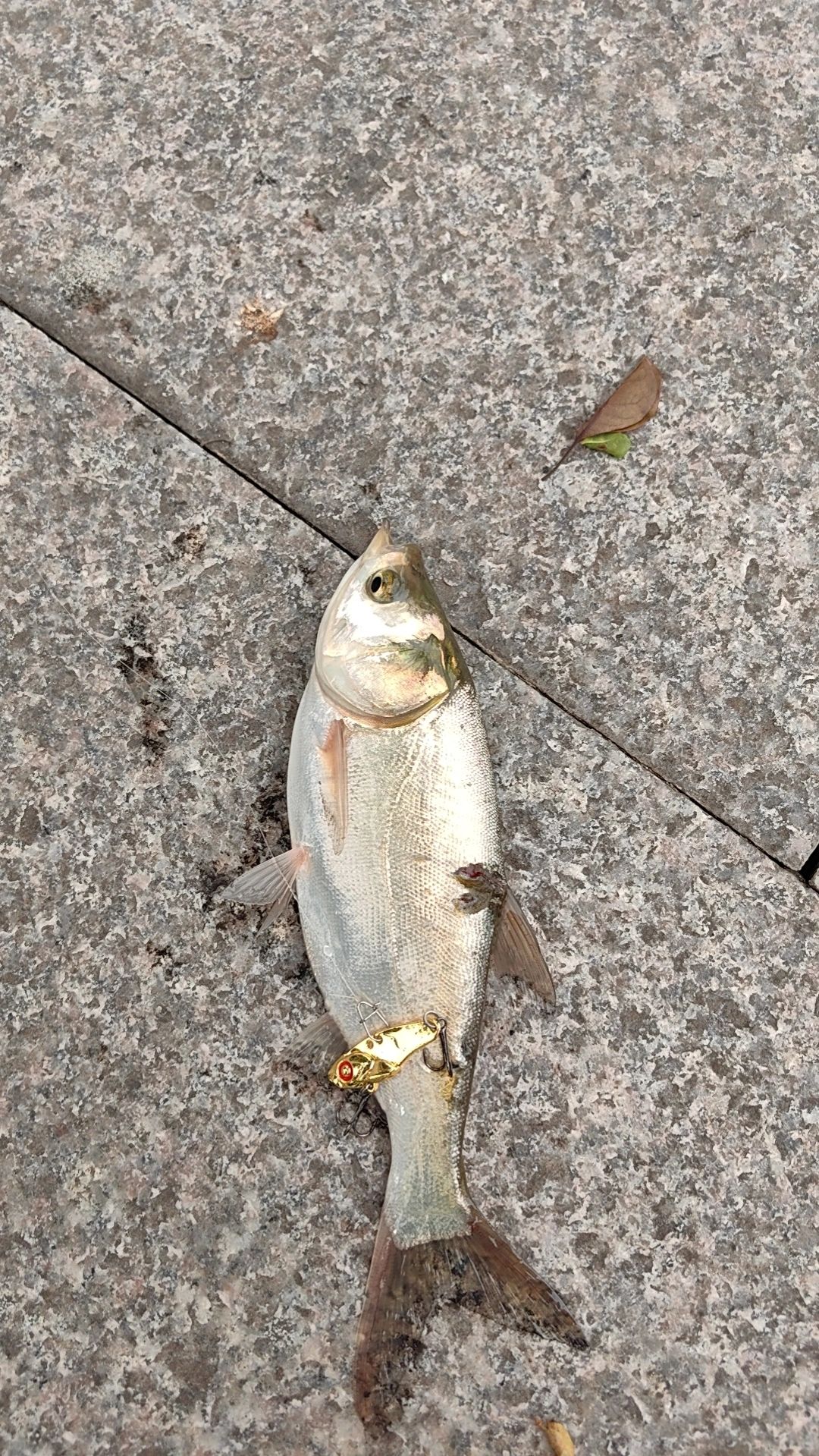 花地河路亚定位及用饵讲解