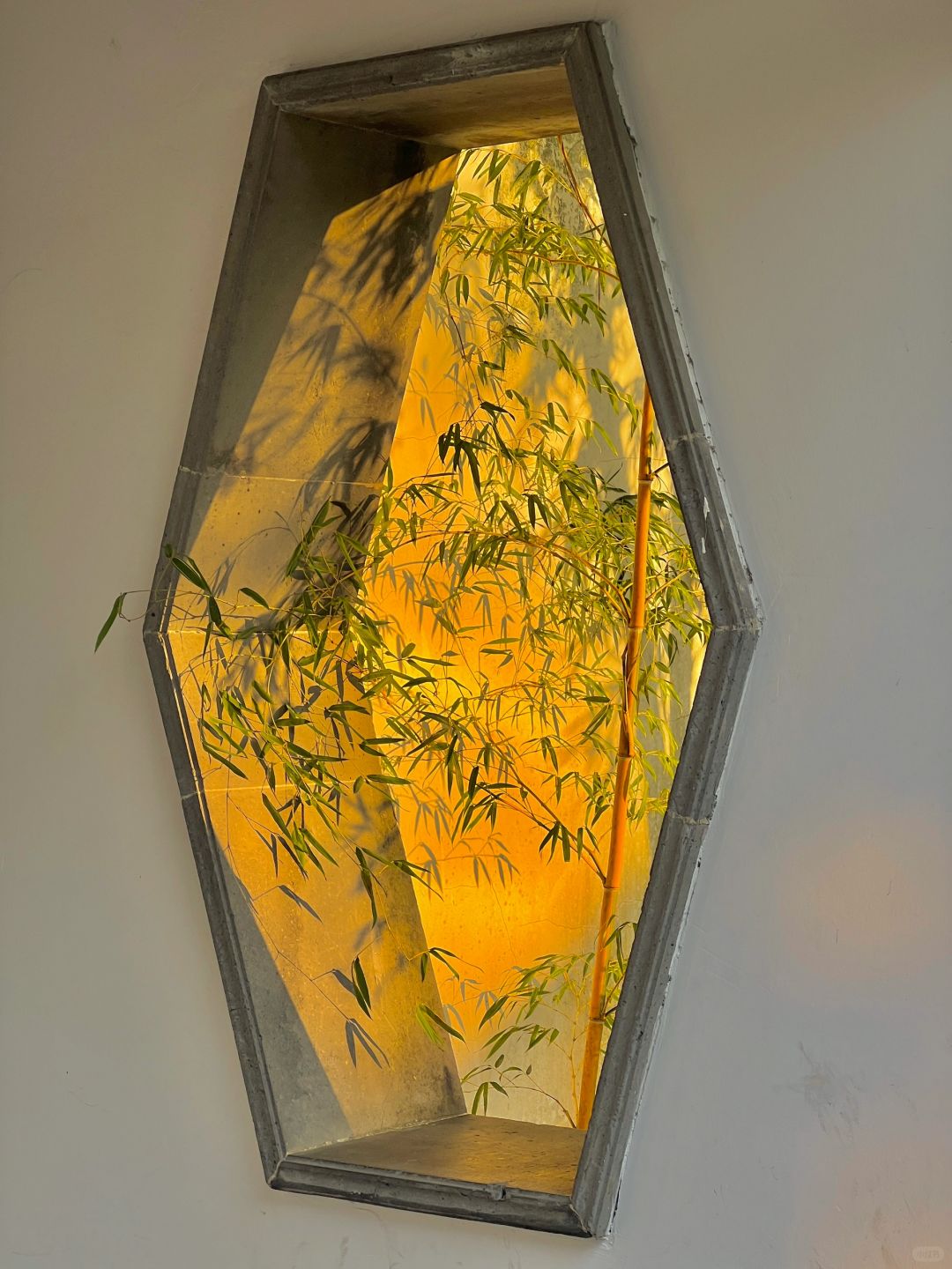 这就是live图的意义✨园林竹影🎋浮光跃金
看到园林中的竹子在夕阳下摇曳🎋
