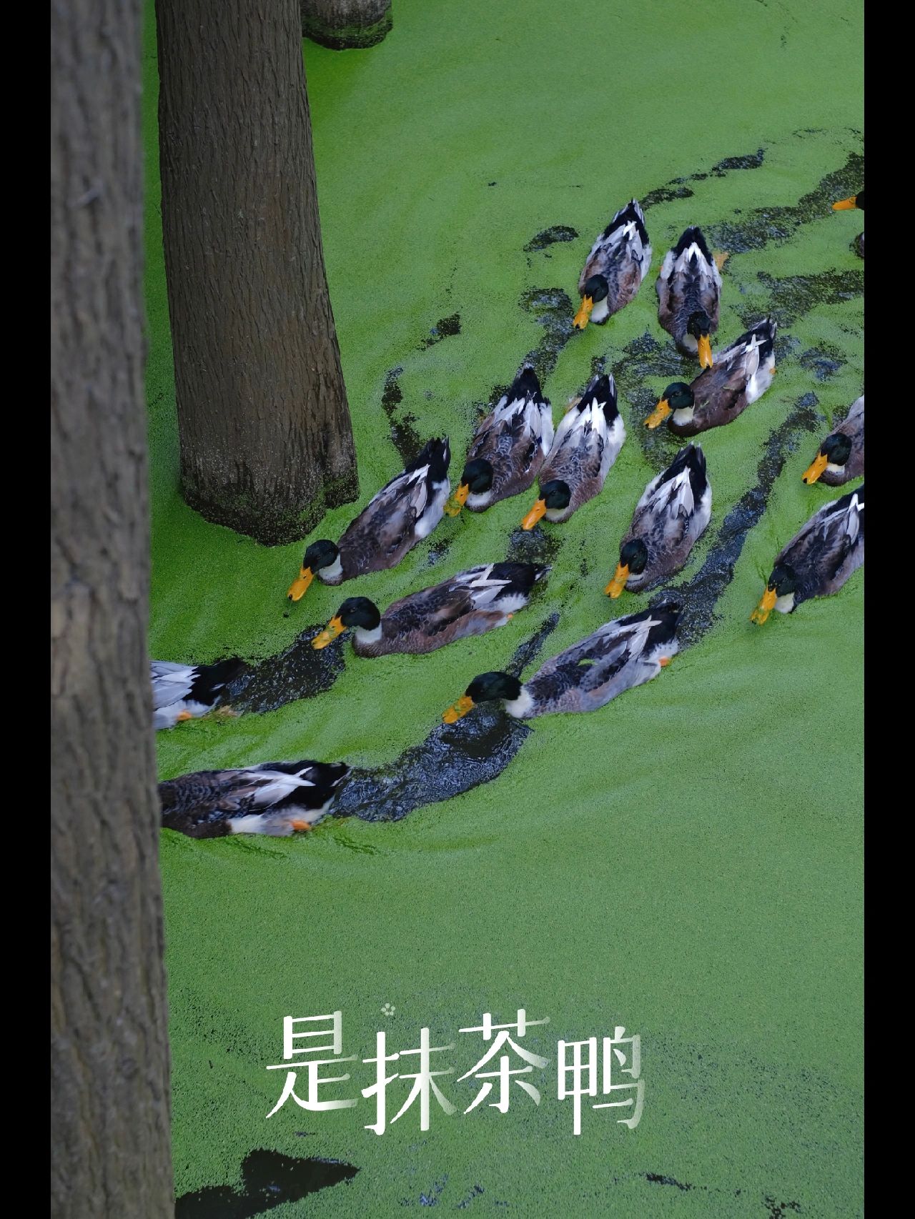 只要起的比鸡早，青山湖景美人又少