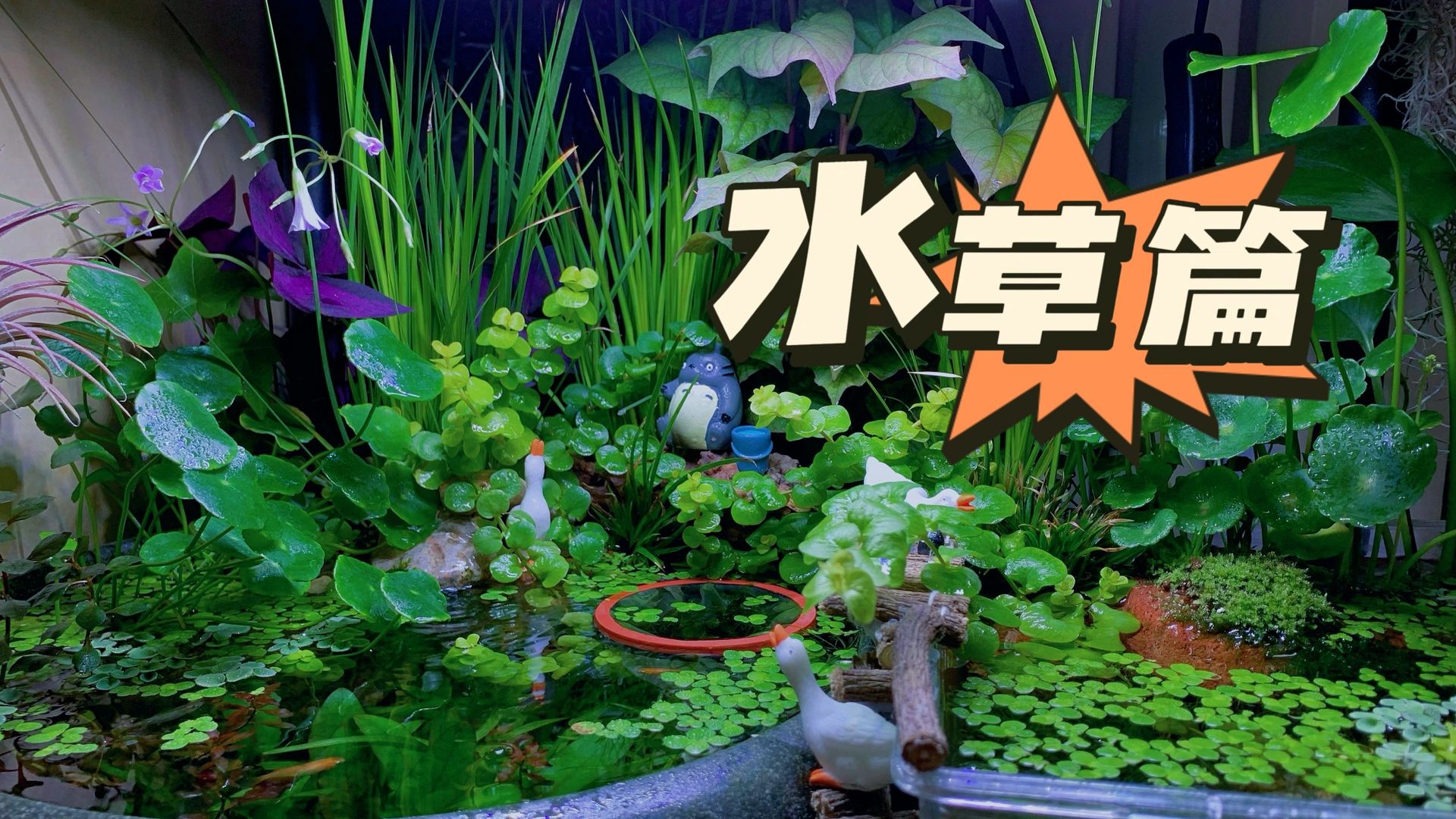 大家等的水草篇来了！#水草种类#