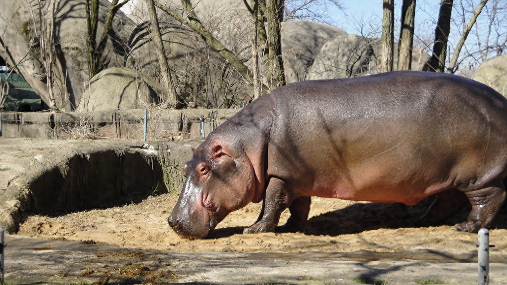 发现：尼罗河中的生态平衡之谜，光怪陆离生物群