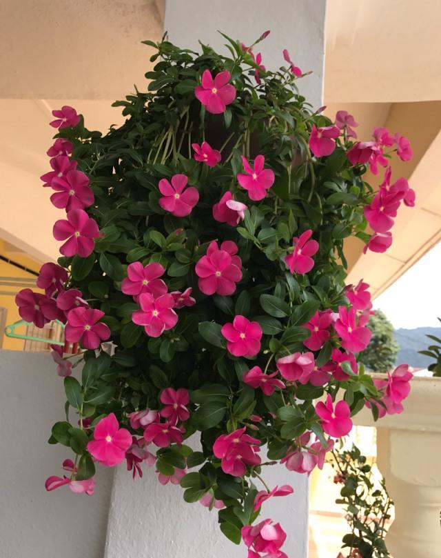 好养爱花开的草本植物，当选长春花，它又被称为四季梅、日日春，听名字就知道它是一种
