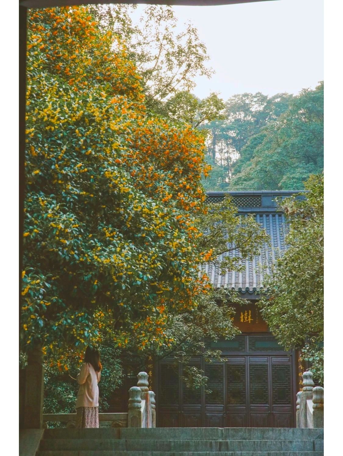 入秋杭州是桂花味，私藏9个赏桂宝藏地分享