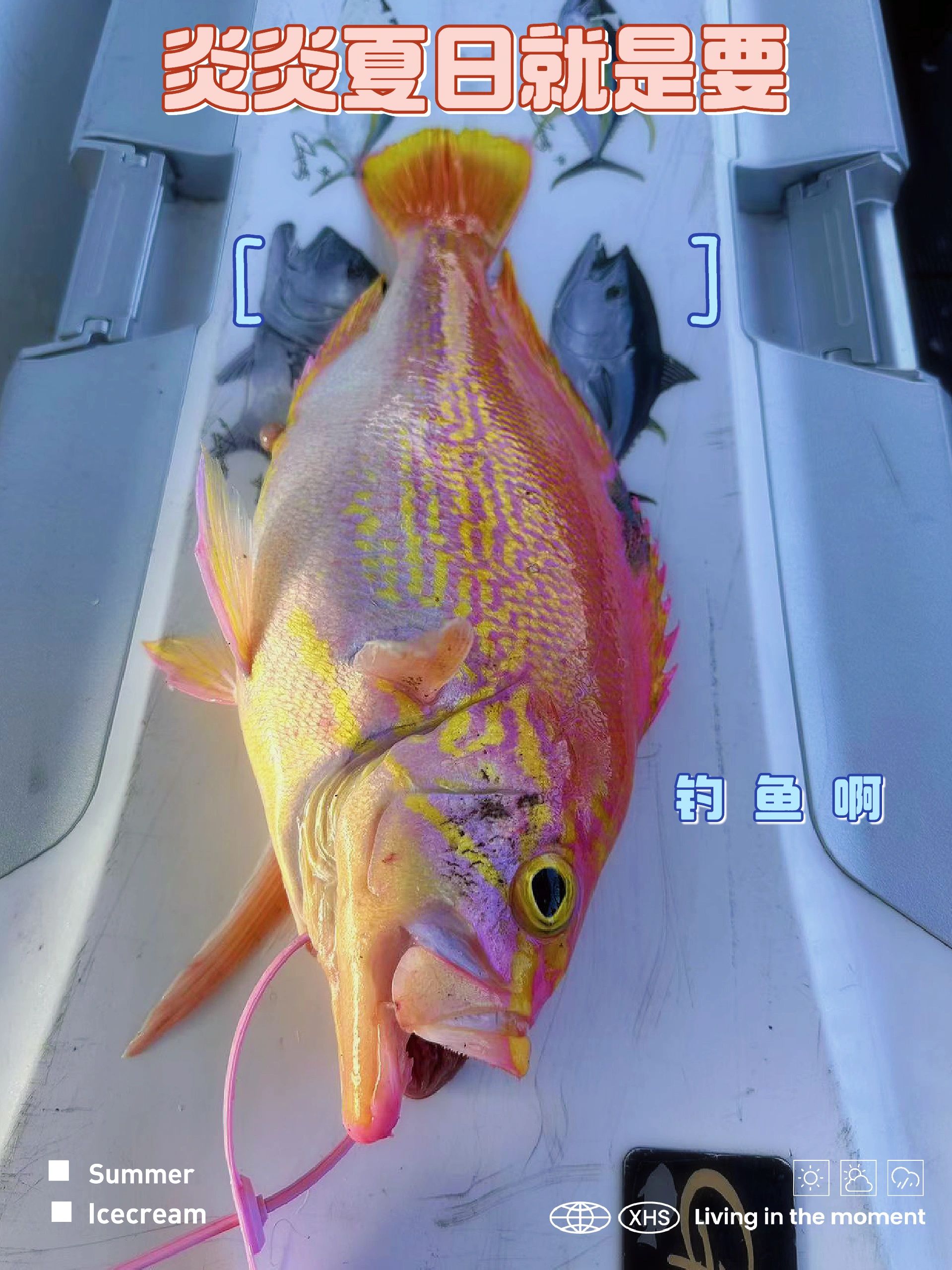 在深圳真的能钓上美人鱼啊！！！