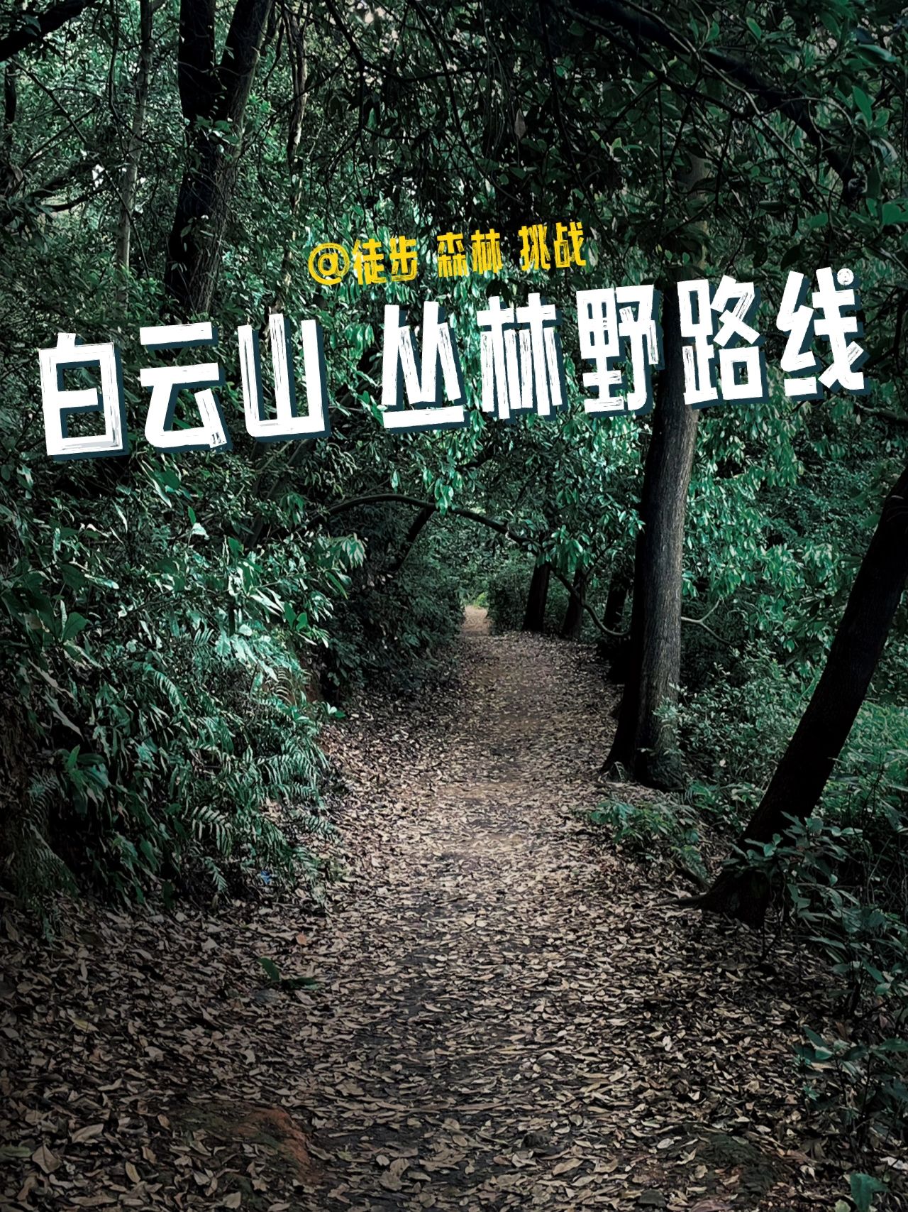 去爬与众不同的白云山 居然没什么人