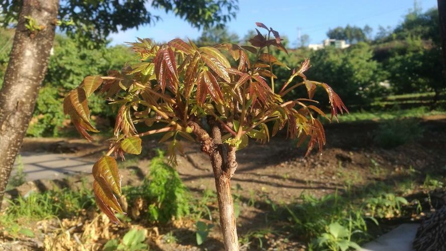 中国“最难吃”的5种蔬菜，吃过一半是牛人，全吃过是大神。
螺蛳粉以其独特的香气和