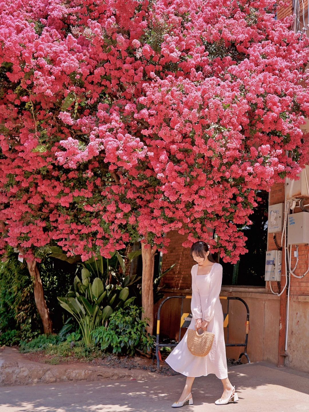 滴滴仙女们 💗 昆明M60的紫薇开好了
#紫薇花


刘亦菲们 👧🏻 20