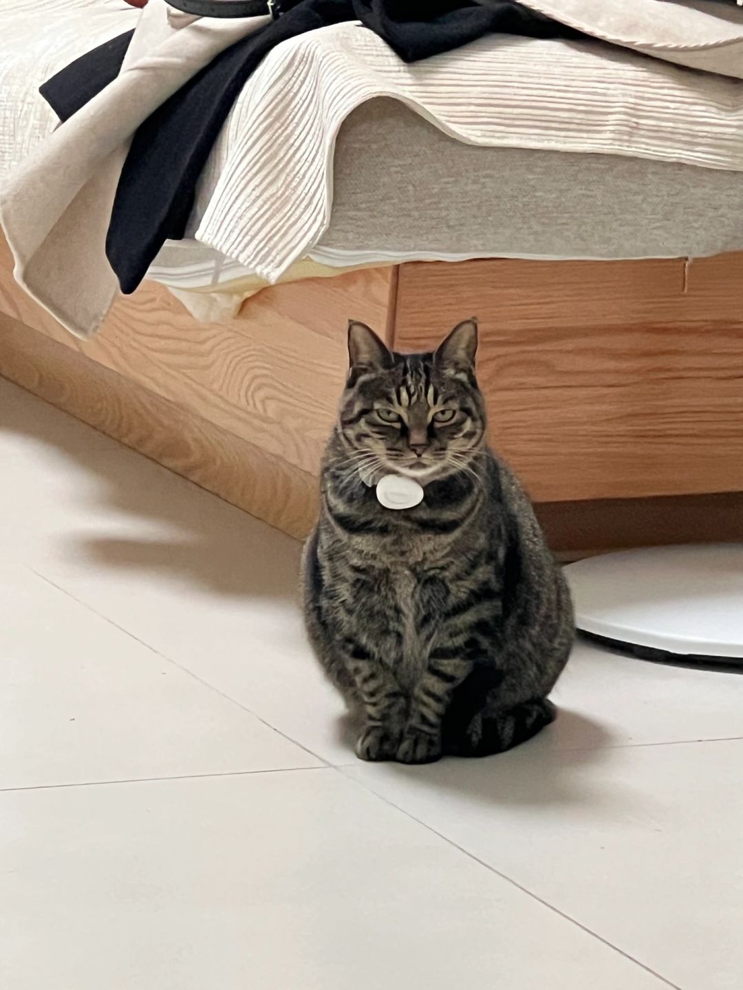 猫天天捉鱼回家怎么办
是之前收养的那个流浪骨折宝宝，现在痊愈啦，而且粘人+话痨到