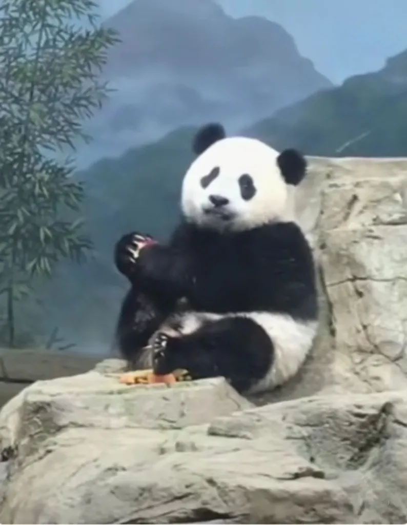 小奇迹很努力地表演了半天才得到一个小苹果的奖励，小奇迹非常珍惜。

小奇迹坐在高