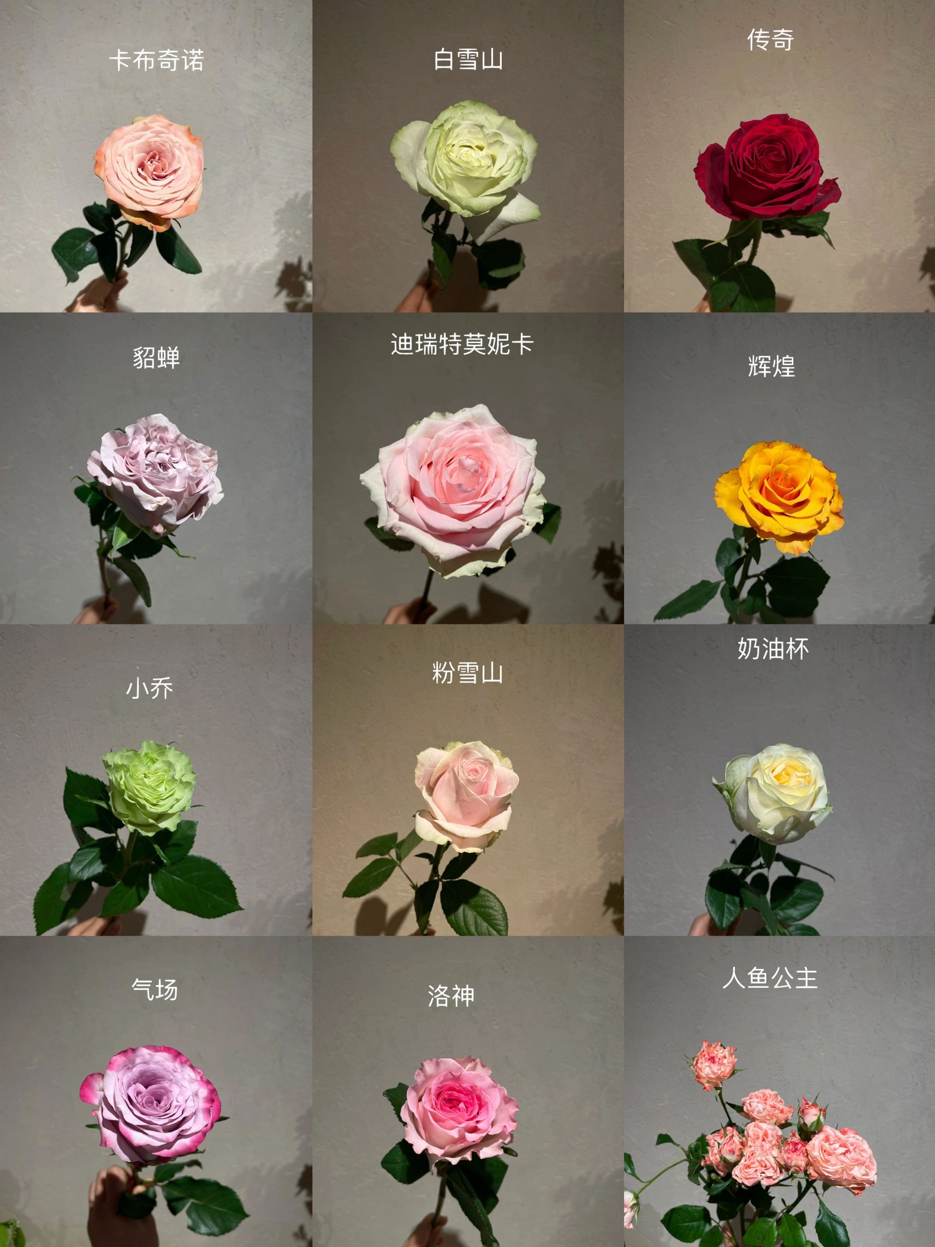 识别鲜花#鲜花#