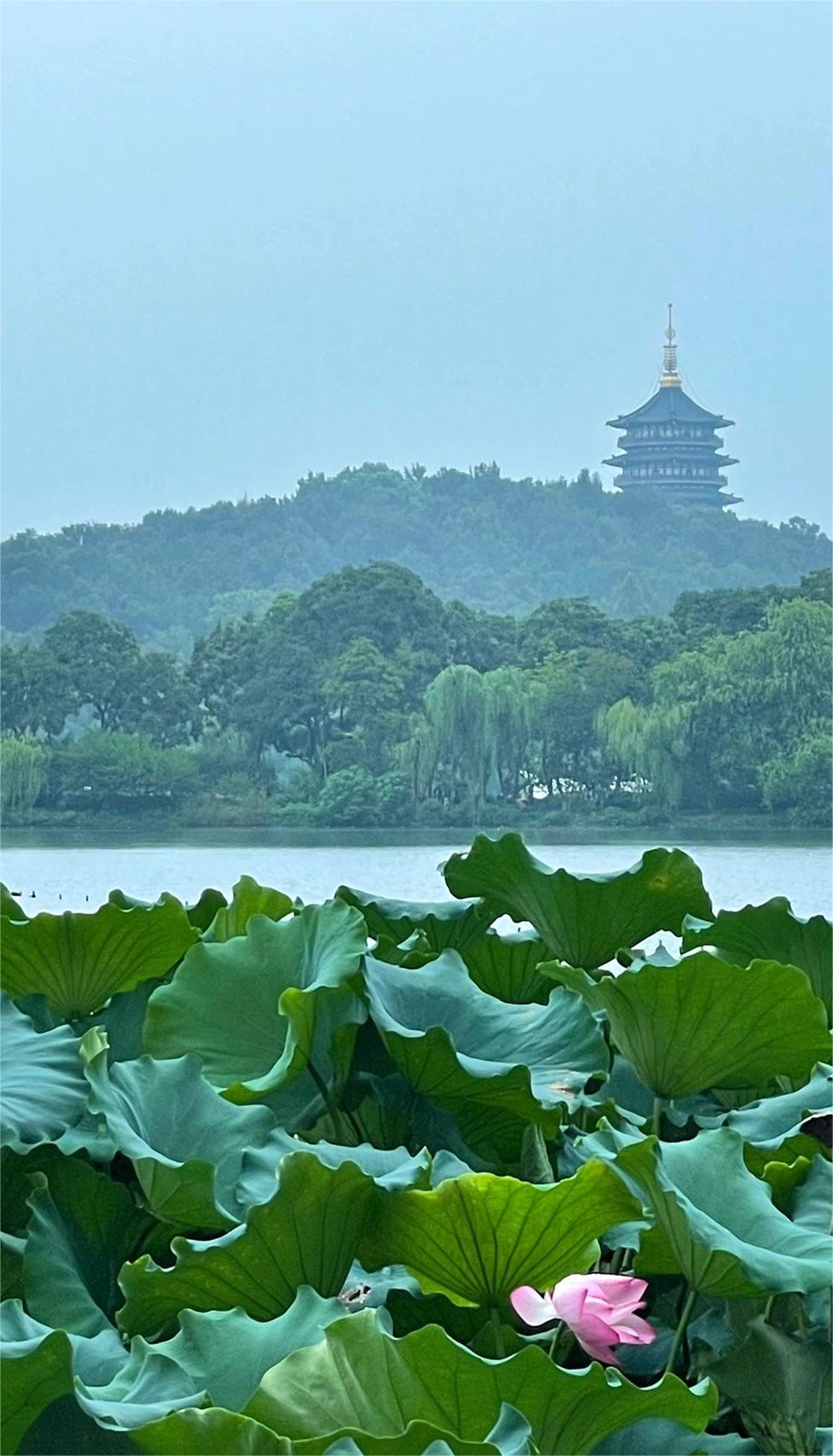 西湖超平价午餐🍱还能边喝茶边赏雷峰塔