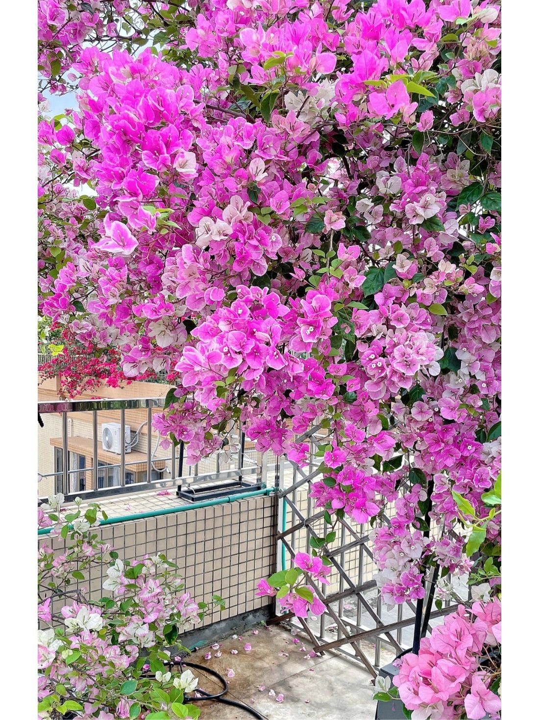 三角梅爆花#三角梅的养殖方法和注意事项#